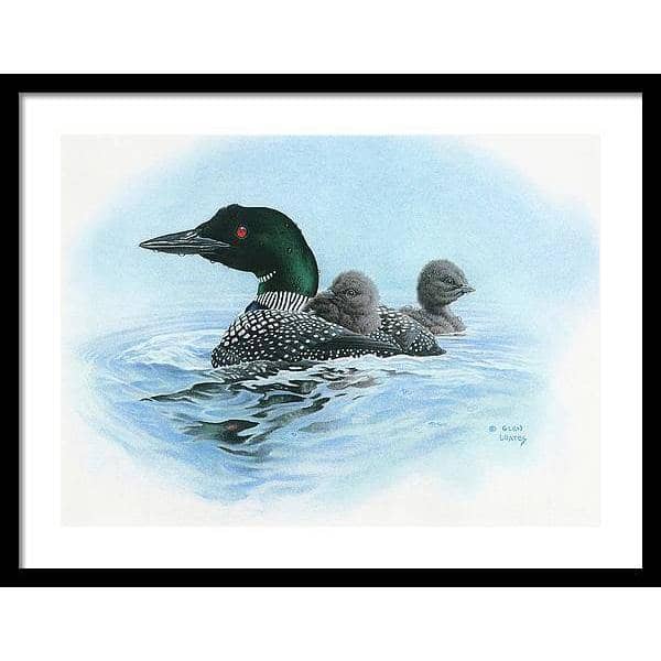 Loon in Calm Blue Waters - Framed Print | Artwork by Glen Loates