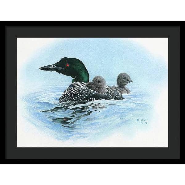 Loon in Calm Blue Waters - Framed Print | Artwork by Glen Loates