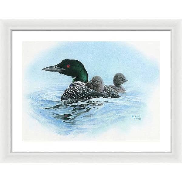 Loon in Calm Blue Waters - Framed Print | Artwork by Glen Loates
