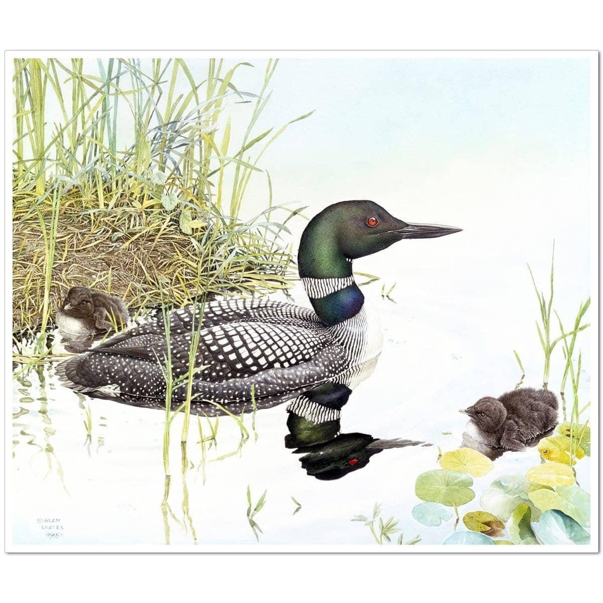 Loon with Young - Art Print | Artwork by Glen Loates