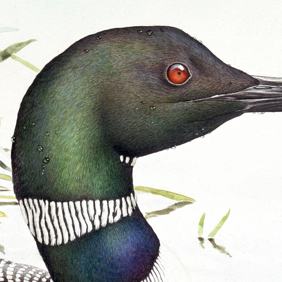 Loon with Young - Art Print | Artwork by Glen Loates