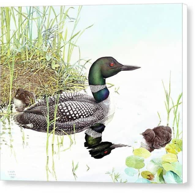 Loon with Young - Canvas Print | Artwork by Glen Loates