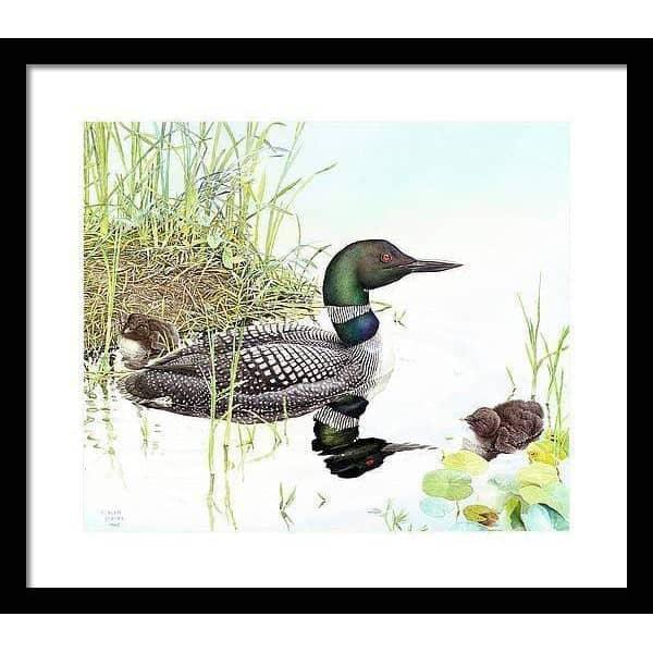 Loon with Young - Framed Print | Artwork by Glen Loates