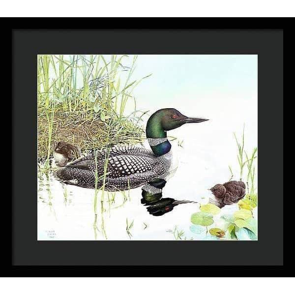 Loon with Young - Framed Print | Artwork by Glen Loates