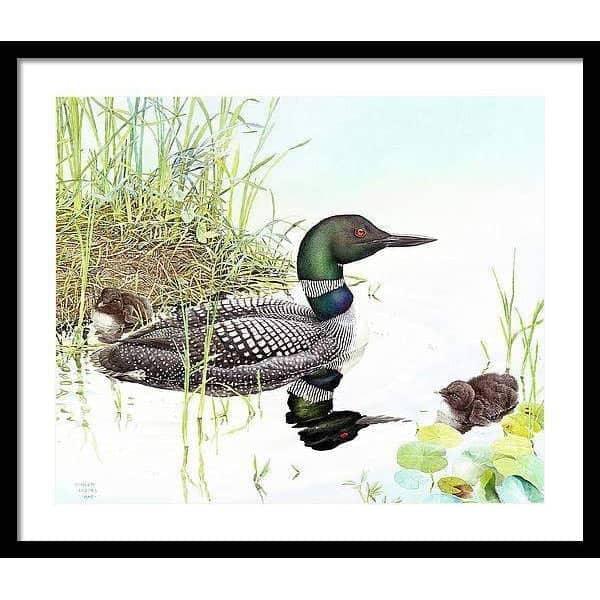 Loon with Young - Framed Print | Artwork by Glen Loates