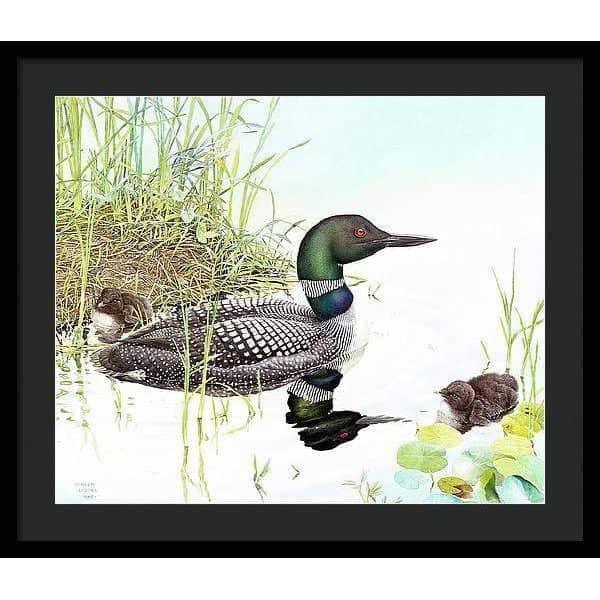 Loon with Young - Framed Print | Artwork by Glen Loates