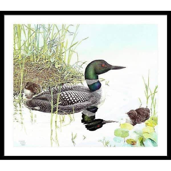 Loon with Young - Framed Print | Artwork by Glen Loates