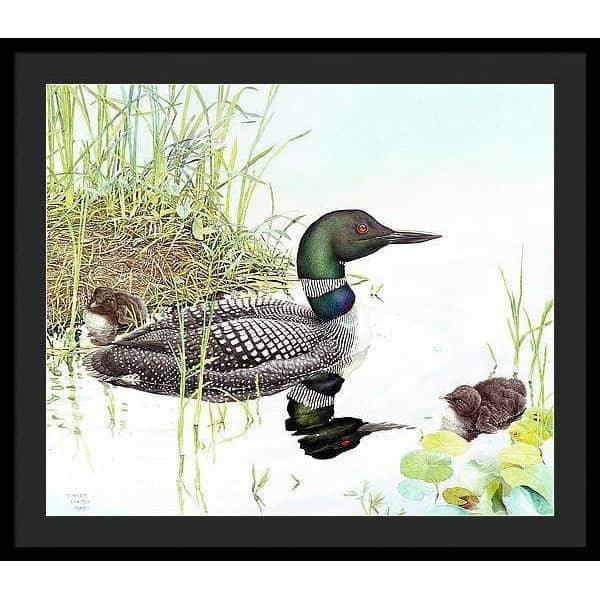 Loon with Young - Framed Print | Artwork by Glen Loates