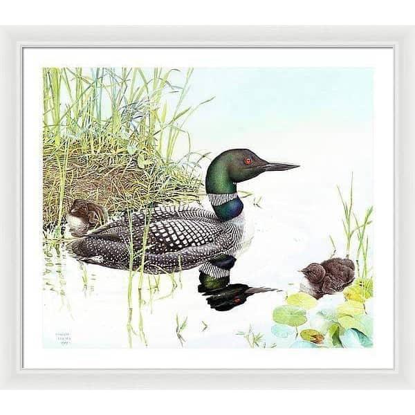 Loon with Young - Framed Print | Artwork by Glen Loates