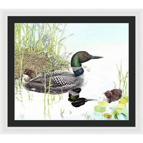 Loon with Young - Framed Print | Artwork by Glen Loates