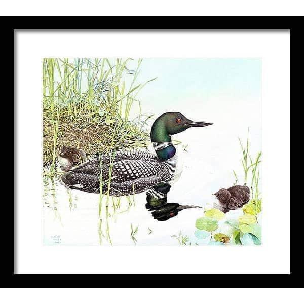 Loon with Young - Framed Print | Artwork by Glen Loates