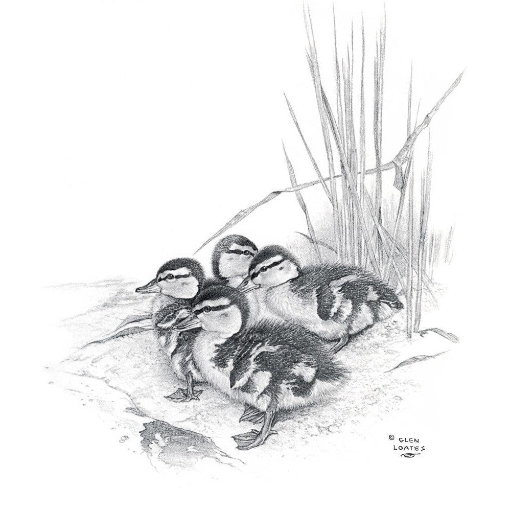 Mallard Ducklings - Canvas Print | Artwork by Glen Loates