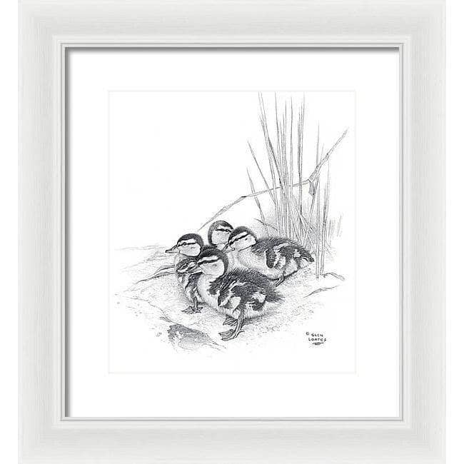 Mallard Ducklings - Framed Print | Artwork by Glen Loates
