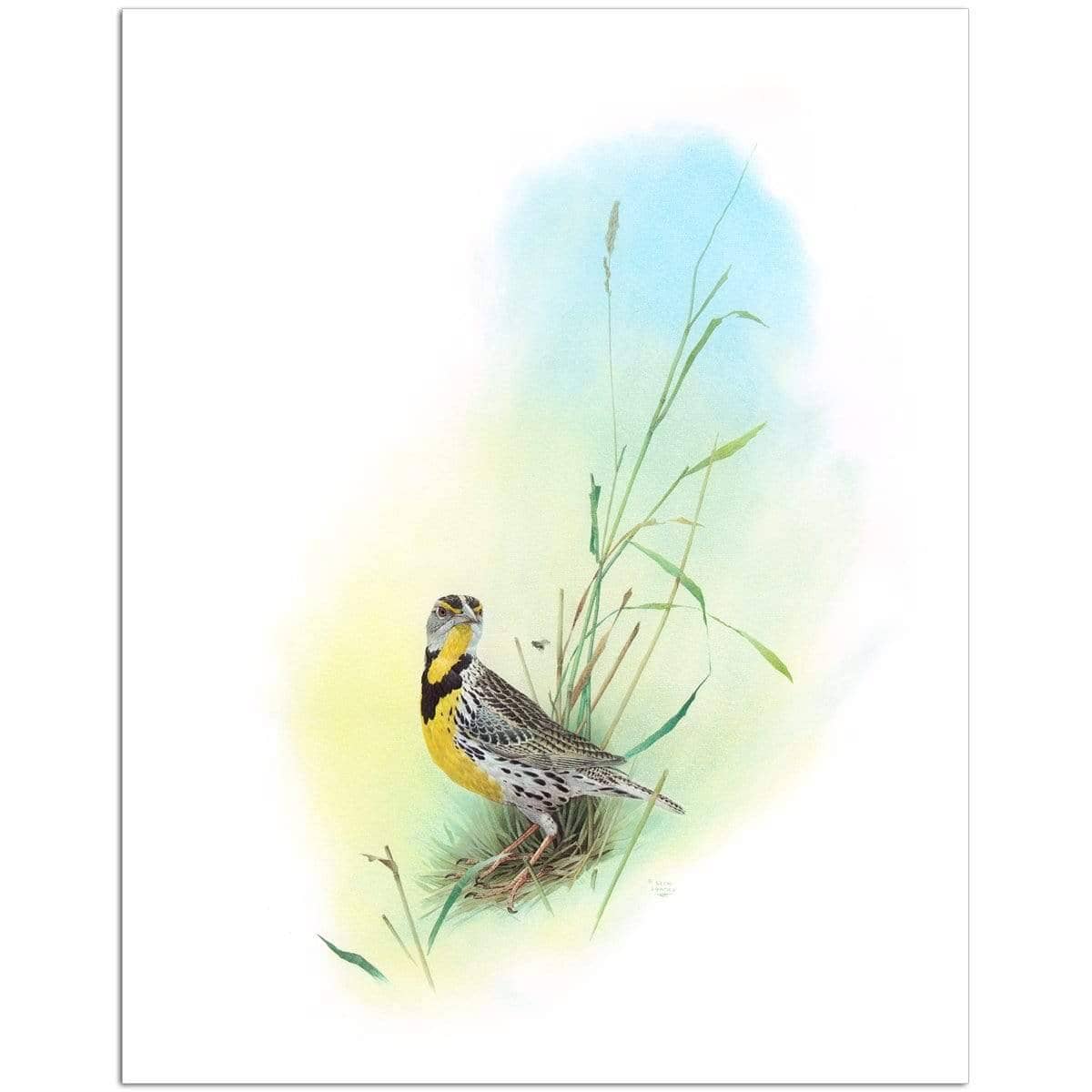 Meadow Lark - Art Print | Artwork by Glen Loates