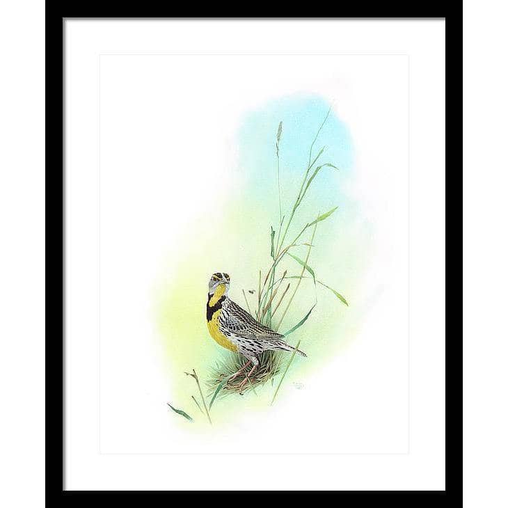 Meadow Lark - Framed Print | Artwork by Glen Loates