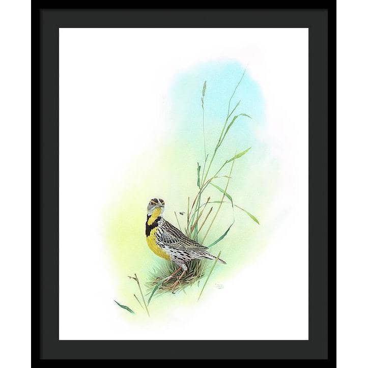 Meadow Lark - Framed Print | Artwork by Glen Loates