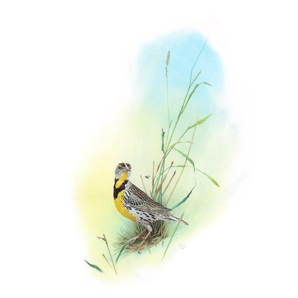 Meadow Lark - Framed Print | Artwork by Glen Loates