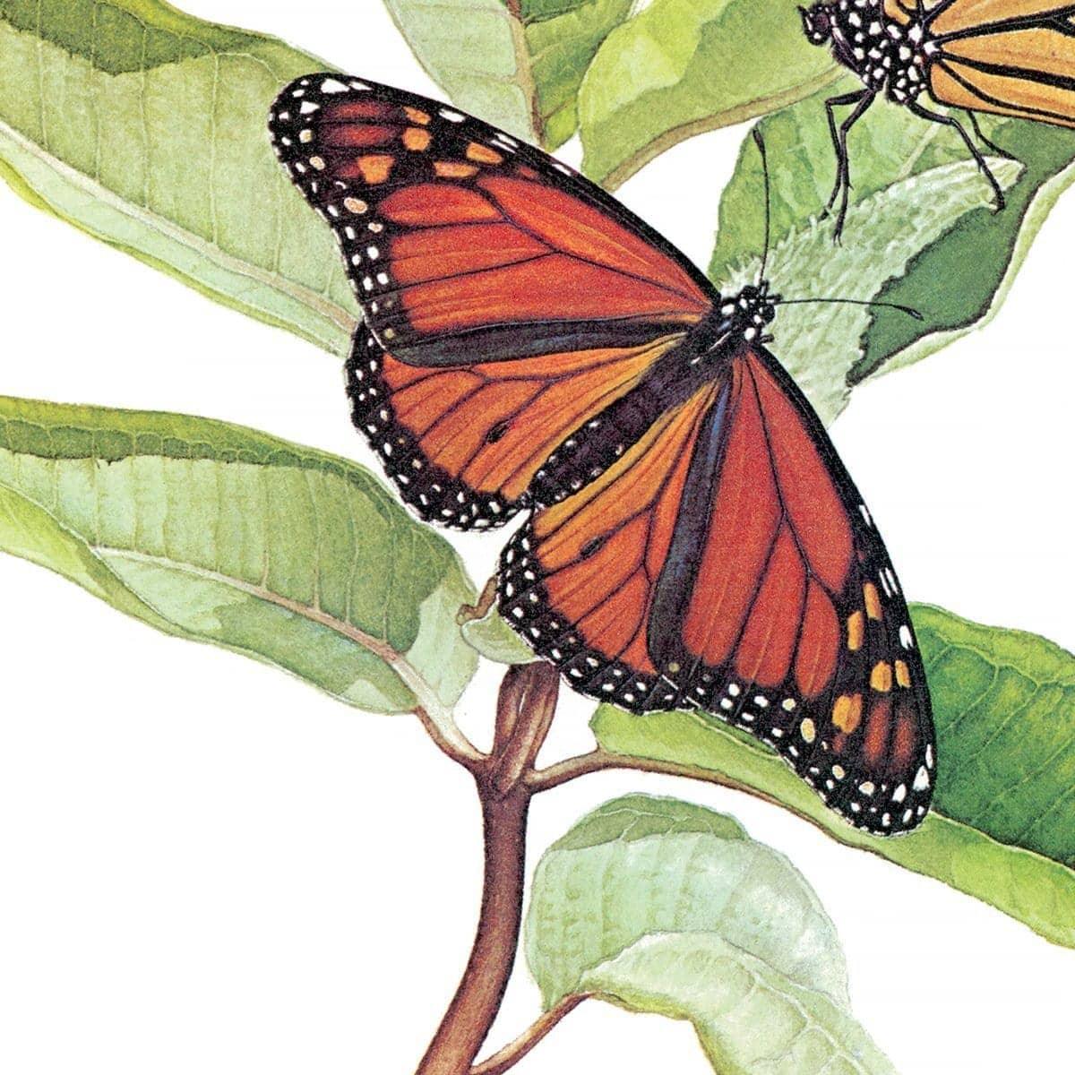 Monarch Butterflies - Canvas Print | Artwork by Glen Loates
