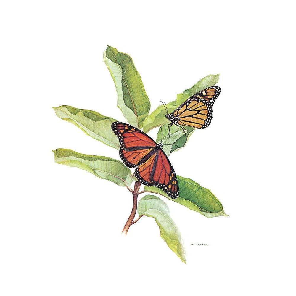 Monarch Butterflies - Canvas Print | Artwork by Glen Loates