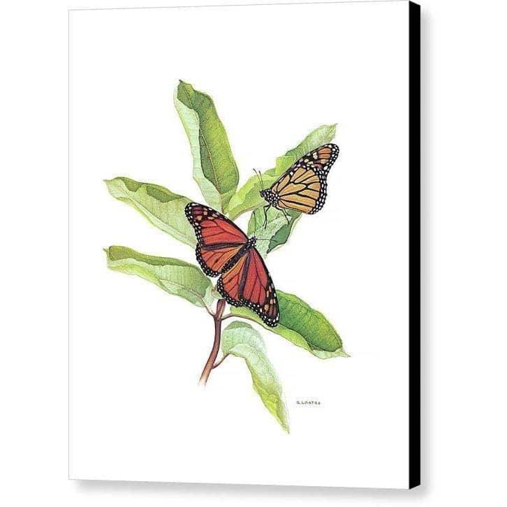 Monarch Butterflies - Canvas Print | Artwork by Glen Loates