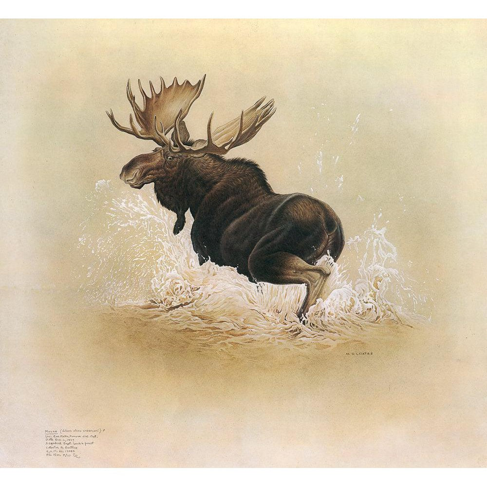 Moose - Canvas Print | Artwork by Glen Loates