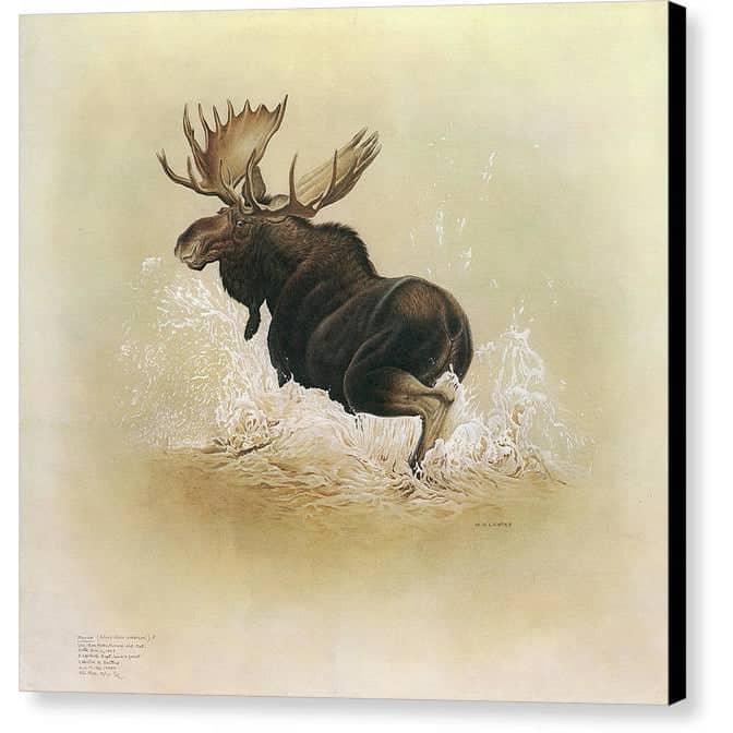 Moose - Canvas Print | Artwork by Glen Loates