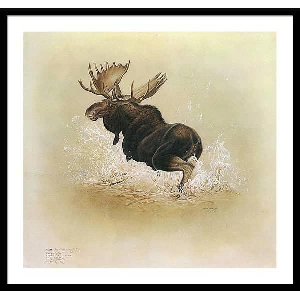 Moose - Framed Print | Artwork by Glen Loates