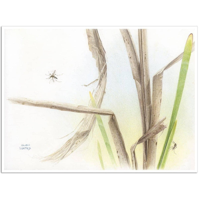 Mosquitoes - Art Print | Artwork by Glen Loates