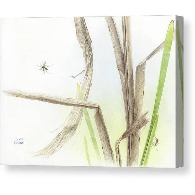 Mosquitoes - Canvas Print | Artwork by Glen Loates