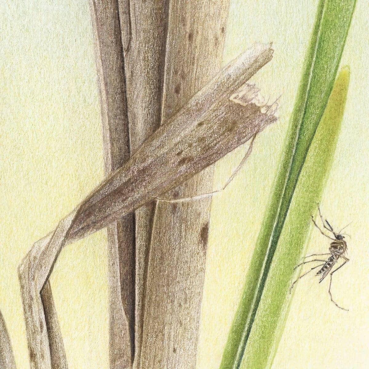 Mosquitoes - Canvas Print | Artwork by Glen Loates