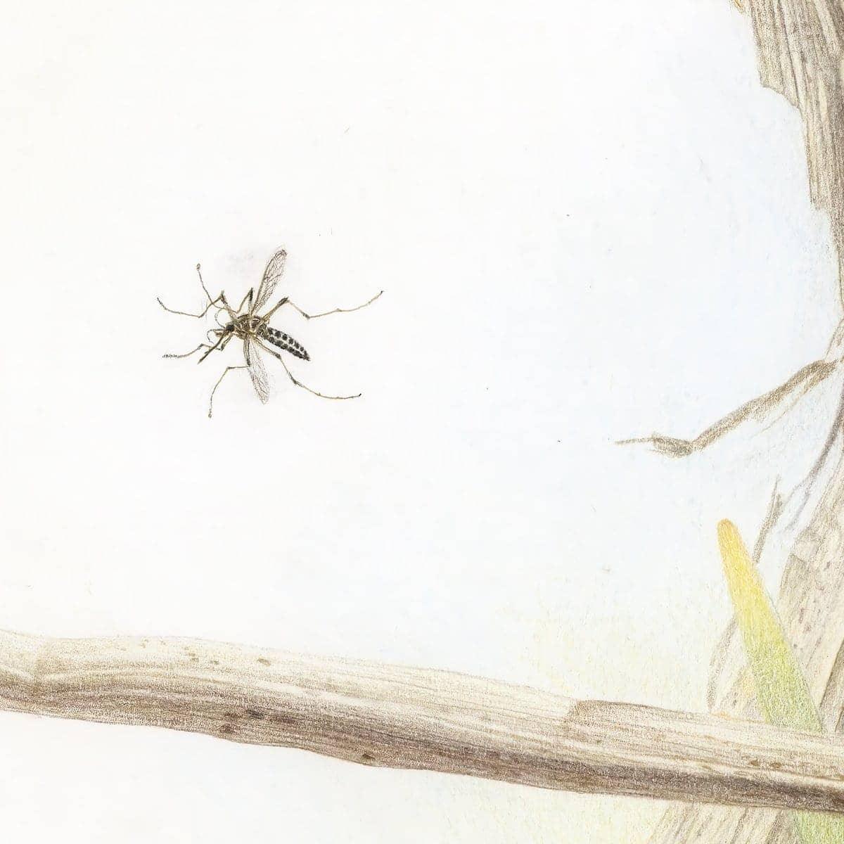 Mosquitoes - Canvas Print | Artwork by Glen Loates