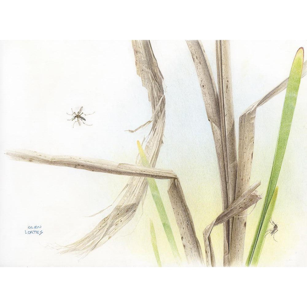 Mosquitoes - Canvas Print | Artwork by Glen Loates