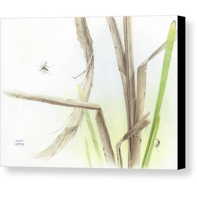 Mosquitoes - Canvas Print | Artwork by Glen Loates