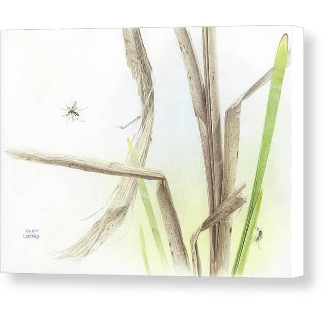 Mosquitoes - Canvas Print | Artwork by Glen Loates