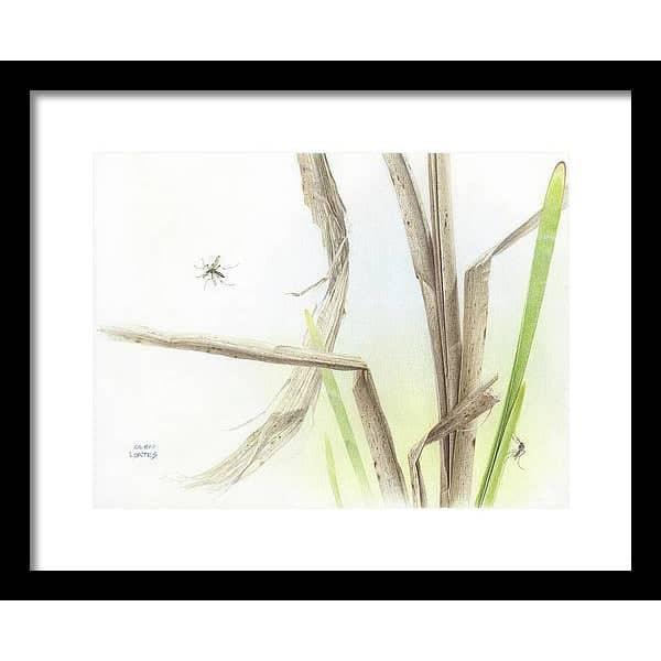 Mosquitoes - Framed Print | Artwork by Glen Loates