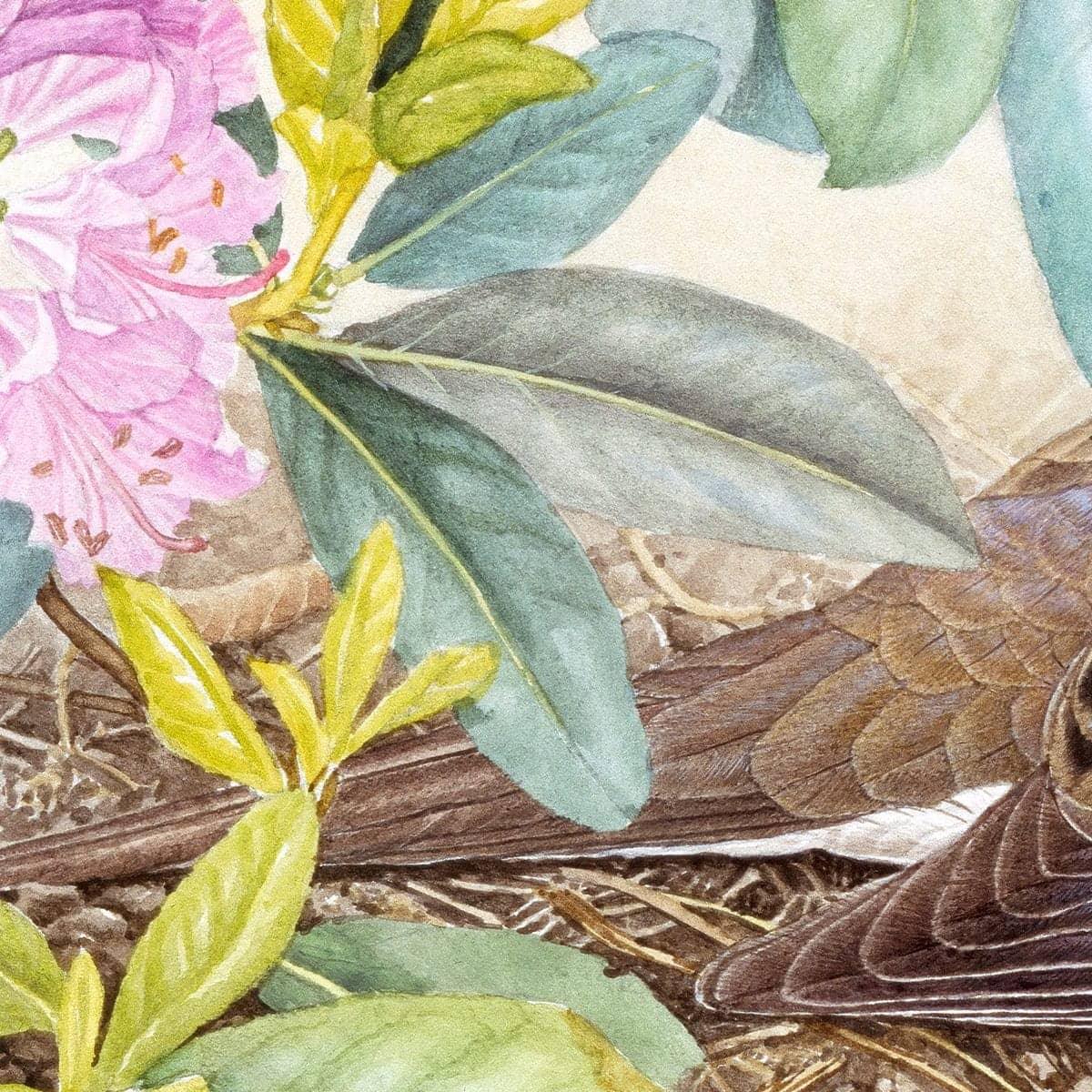 Mourning Dove - Canvas Print | Artwork by Glen Loates