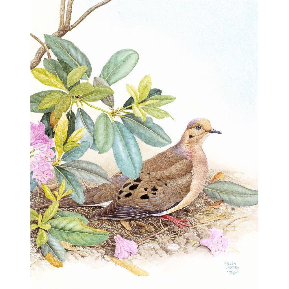 Mourning Dove - Canvas Print | Artwork by Glen Loates