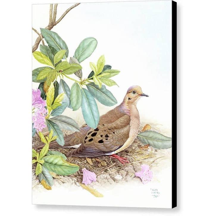 Mourning Dove - Canvas Print | Artwork by Glen Loates