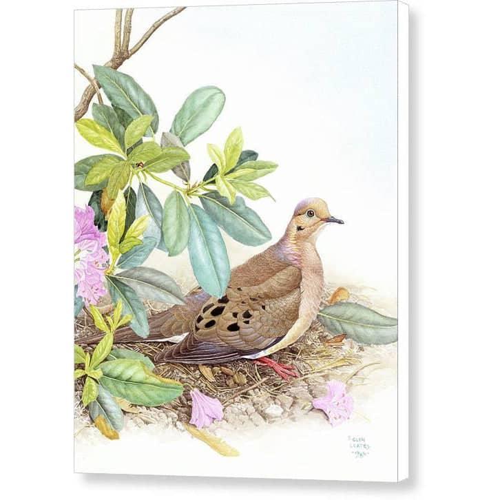 Mourning Dove - Canvas Print | Artwork by Glen Loates