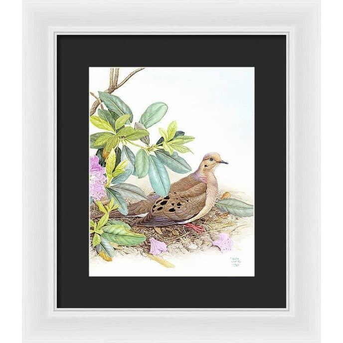 Mourning Dove - Framed Print | Artwork by Glen Loates