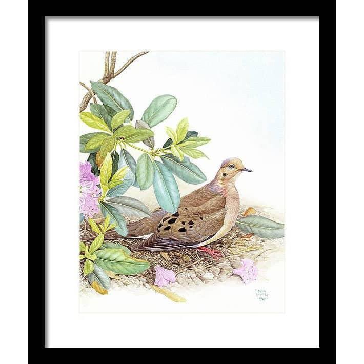 Mourning Dove - Framed Print | Artwork by Glen Loates