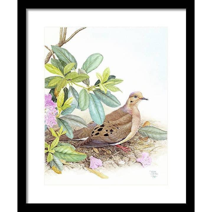 Mourning Dove - Framed Print | Artwork by Glen Loates