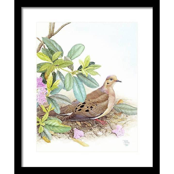 Mourning Dove - Framed Print | Artwork by Glen Loates