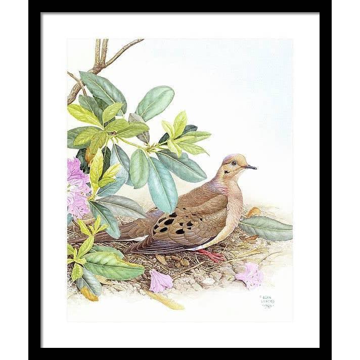 Mourning Dove - Framed Print | Artwork by Glen Loates