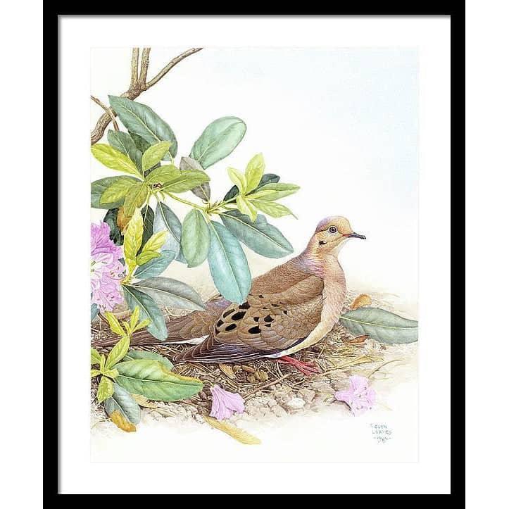 Mourning Dove - Framed Print | Artwork by Glen Loates