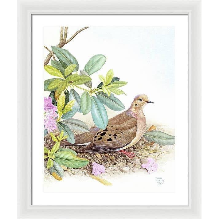 Mourning Dove - Framed Print | Artwork by Glen Loates