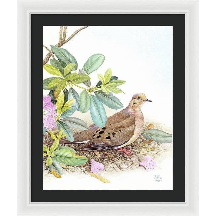 Mourning Dove - Framed Print | Artwork by Glen Loates