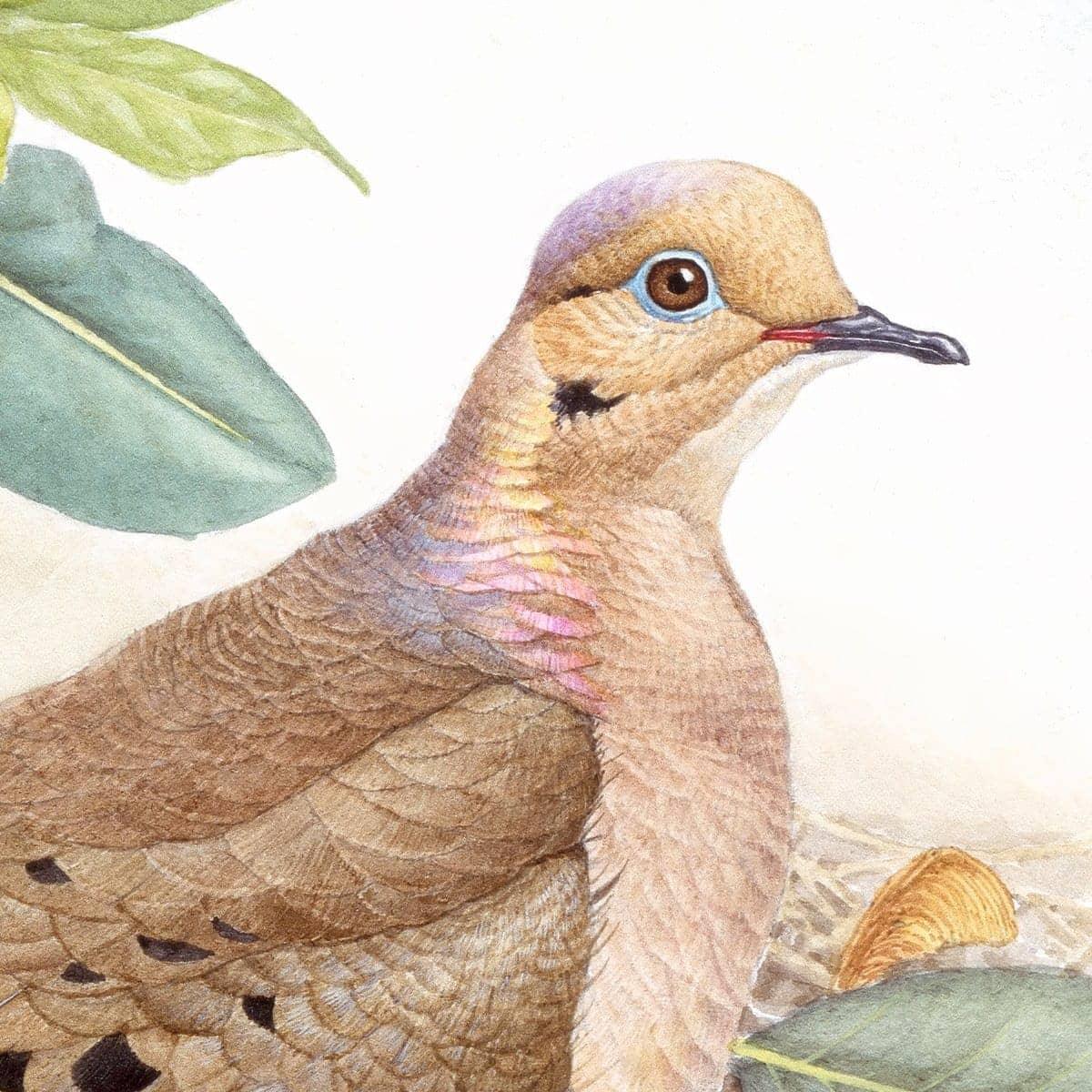 Mourning Dove - Framed Print | Artwork by Glen Loates