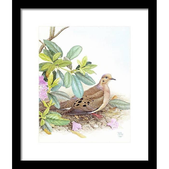 Mourning Dove - Framed Print | Artwork by Glen Loates