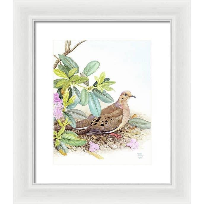 Mourning Dove - Framed Print | Artwork by Glen Loates